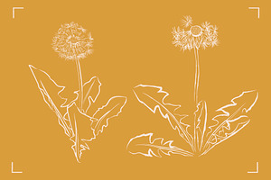 DANDELION LINE ART SET 7 ELEMENTS