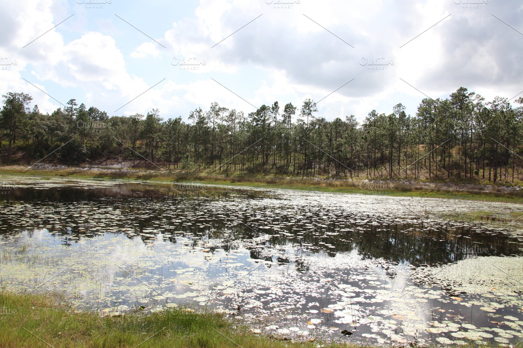 Lake in Gold Head Branch State Park, a Nature Photo by Viktor