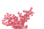 Acropora aasp 1, an Environmental 3D Model by AndrewWhite (Thumbnail 11 of 11)