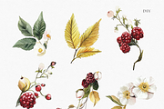 White Flowers with Berries, a Decorative Illustration by ThaismotaCreativeCo (Thumbnail 4 of 9)