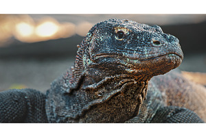 Komodo dragon resting in the setting, an Animal Photo by Goinyk