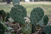 Prickly Pear Cactus Patch, a Nature Photo by Snake Eye Media (Thumbnail 2 of 2)