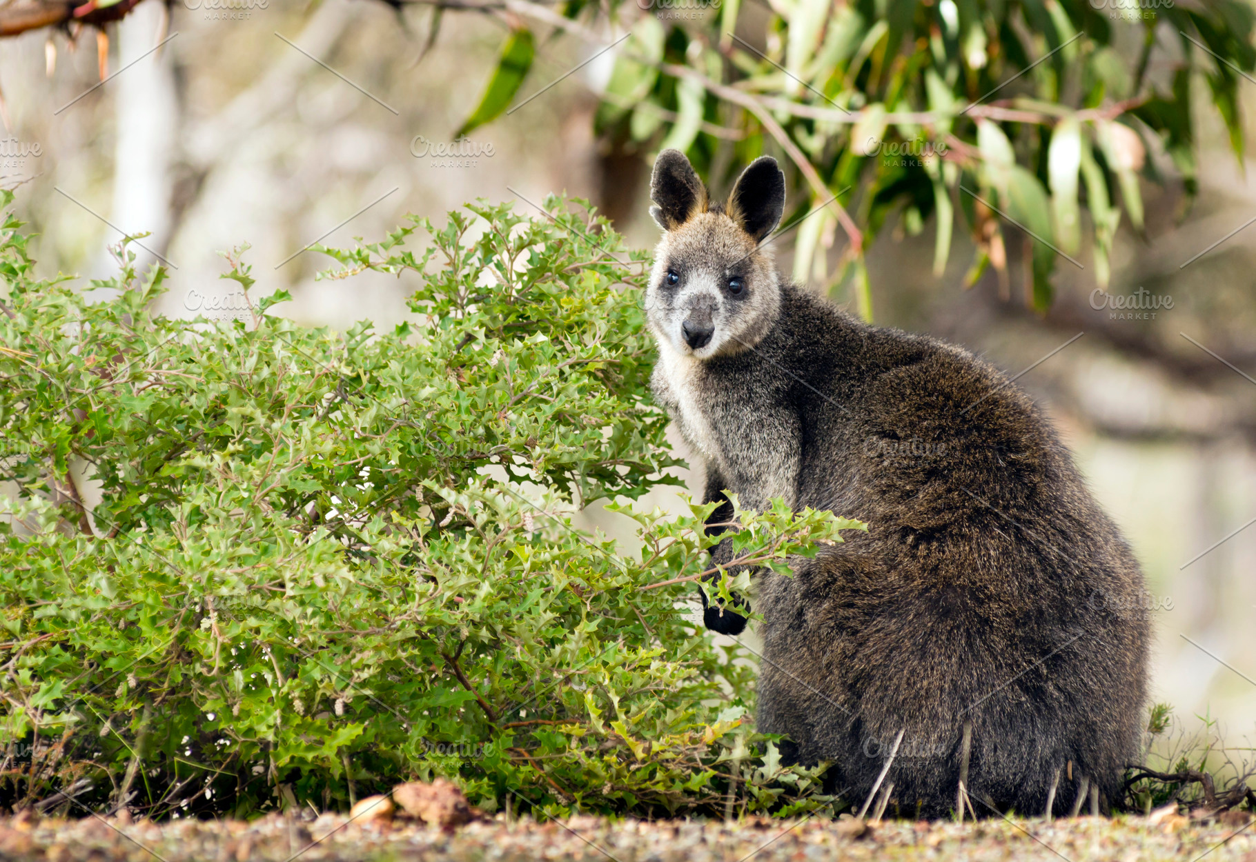 Wallaby, an Animal Photo by THP Creative
