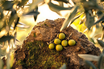 Natural Textured Rock with Olive, a Nature Photo by Virgo Studio