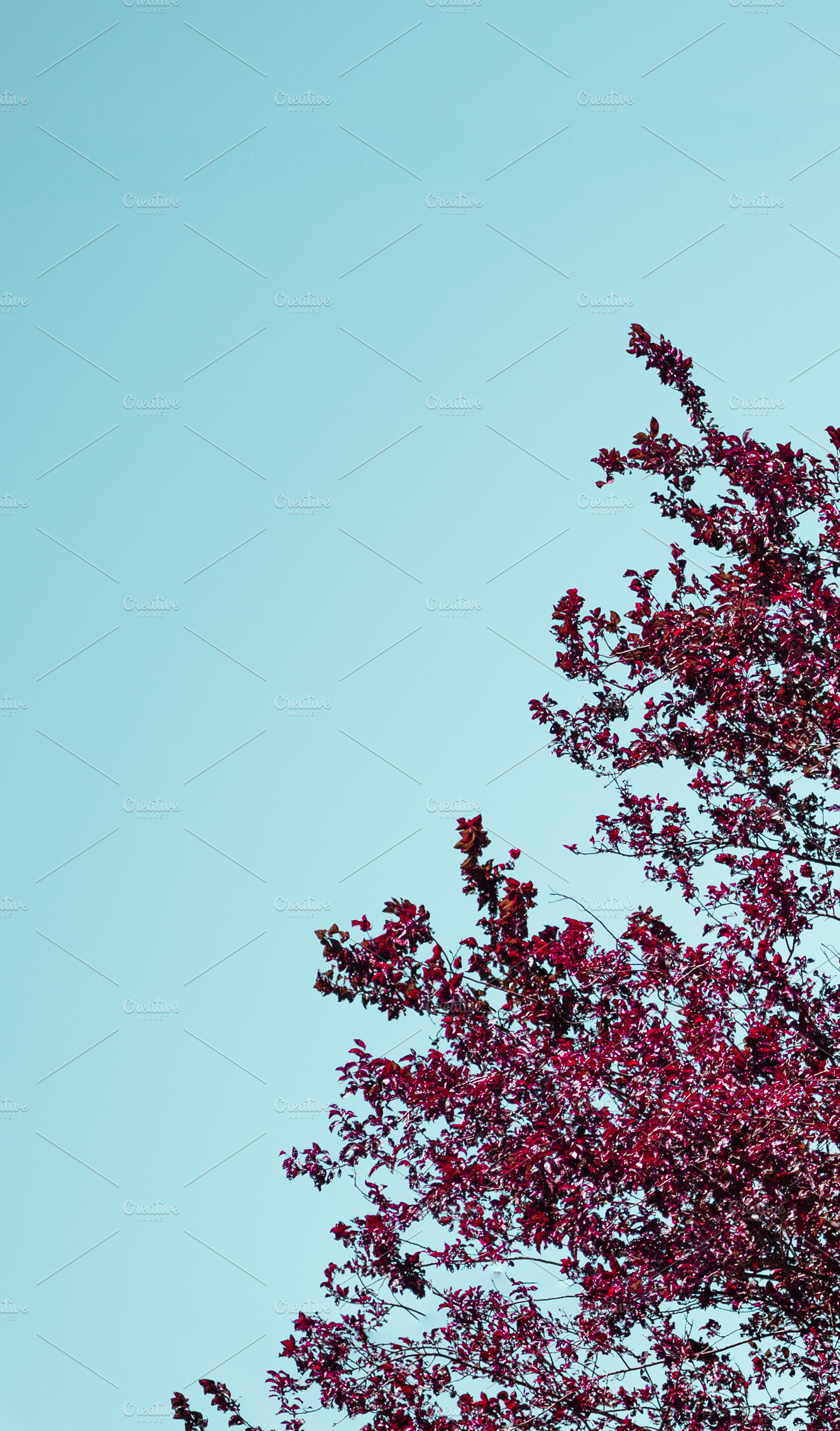 Purple Plum Tree By Road, a Nature Photo by SkyNext
