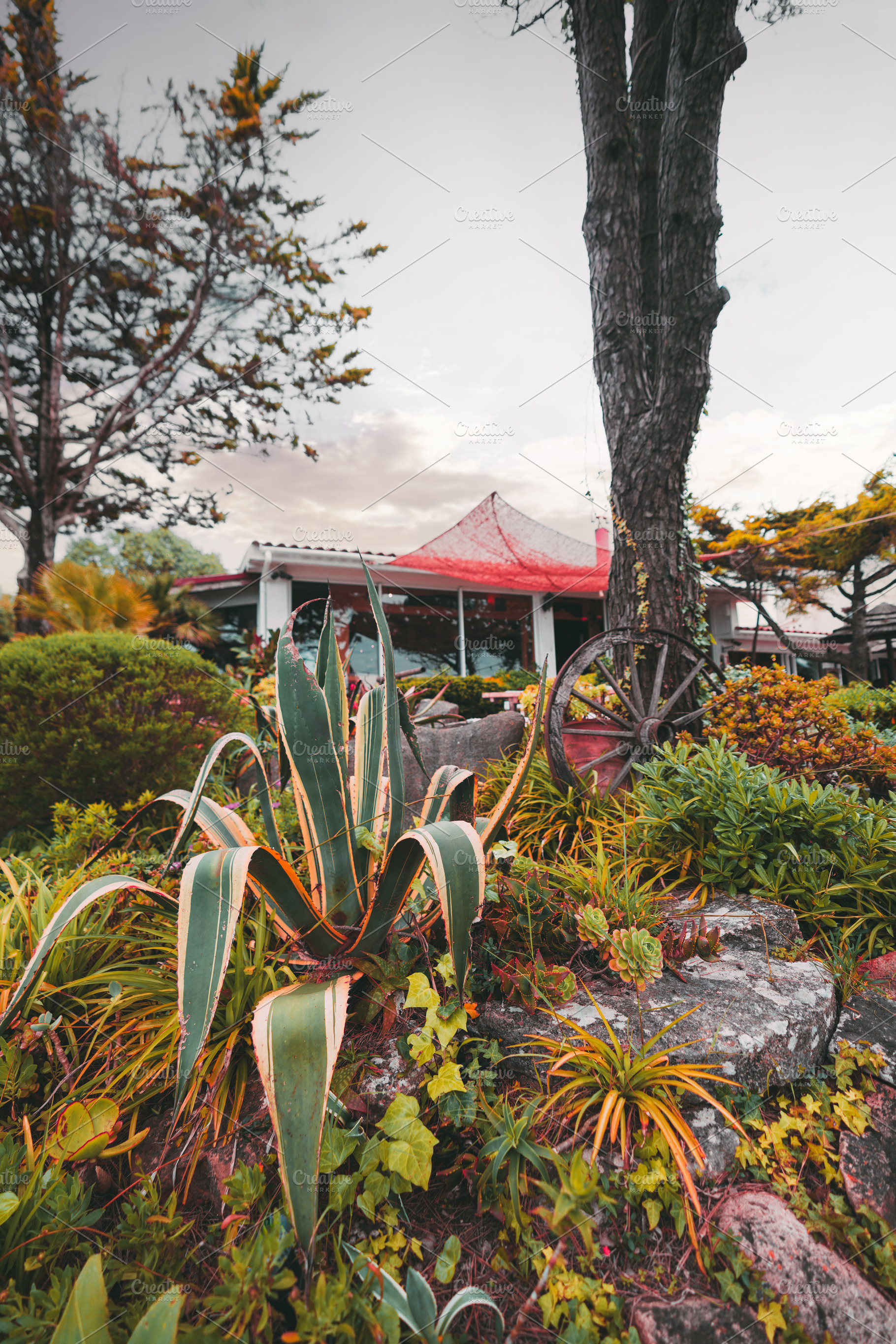 Garden agave at sunset house, a Sports & Recreation Photo by SkyNext