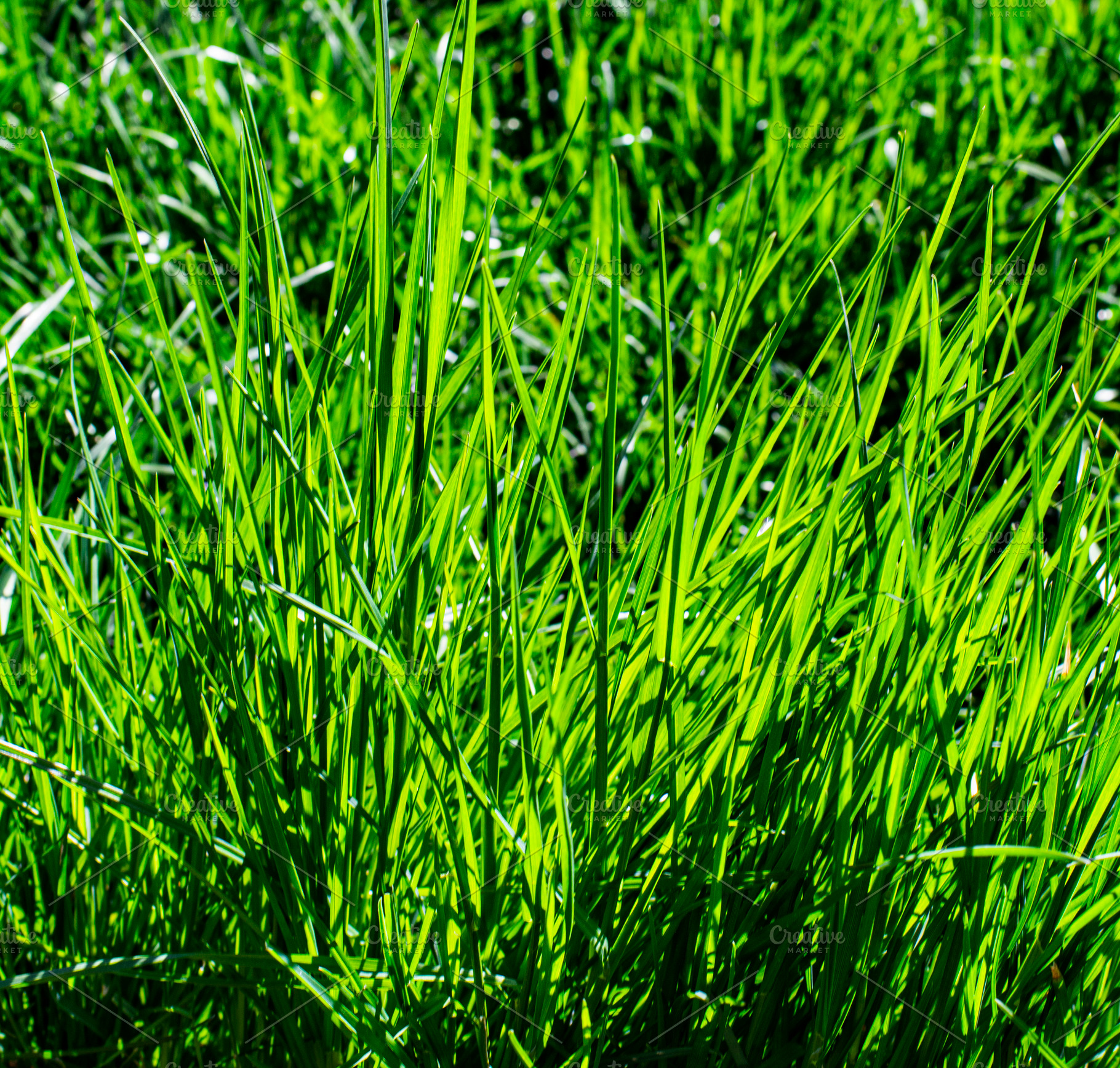 Colorful Green Grass, a Nature Photo by zhekos