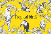 Tropical Birds Sketch, an Animal Illustration by Valentyna Smordova (Thumbnail 1 of 5)