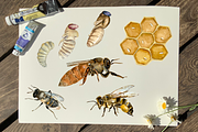 Bee Life Cycle Clip Art and Print, an Education Illustration by Tati Bordiu (Thumbnail 2 of 3)