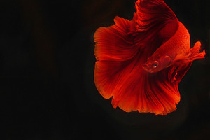 Siam beta fish containing fish, beta, and fighting