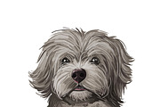 Poodle Cross Breeds 27 Dogs/Puppies, an Animal Illustration by Dneprstock (Thumbnail 25 of 27)