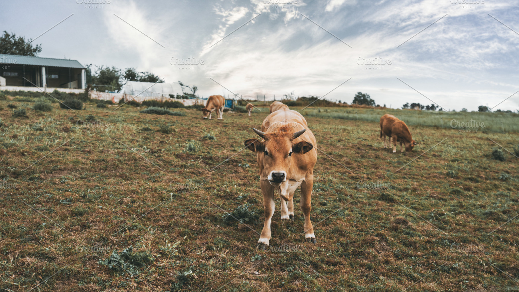 Brown cows on pasture, an Animal Photo by SkyNext