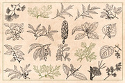 100 Vintage Leaves & Branches 2, an Illustration by Brigantine Designs (Thumbnail 8 of 8)