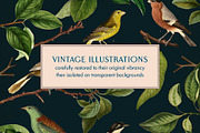 40 Vintage Birds & Branches, an Object Graphic by The Object Atlas (Thumbnail 2 of 9)