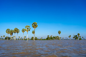 Borassus palm trees on Lake Tempe, South Sulawesi, Indonesia, a Nature Photo by GoodGoods