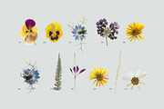 BUNDLE - Dry Flowers & Leaves, an Object Graphic by Sparrow & Snow (Thumbnail 16 of 28)