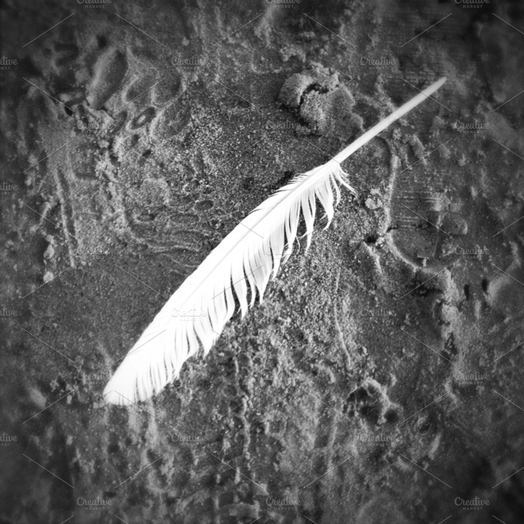 The White Feather