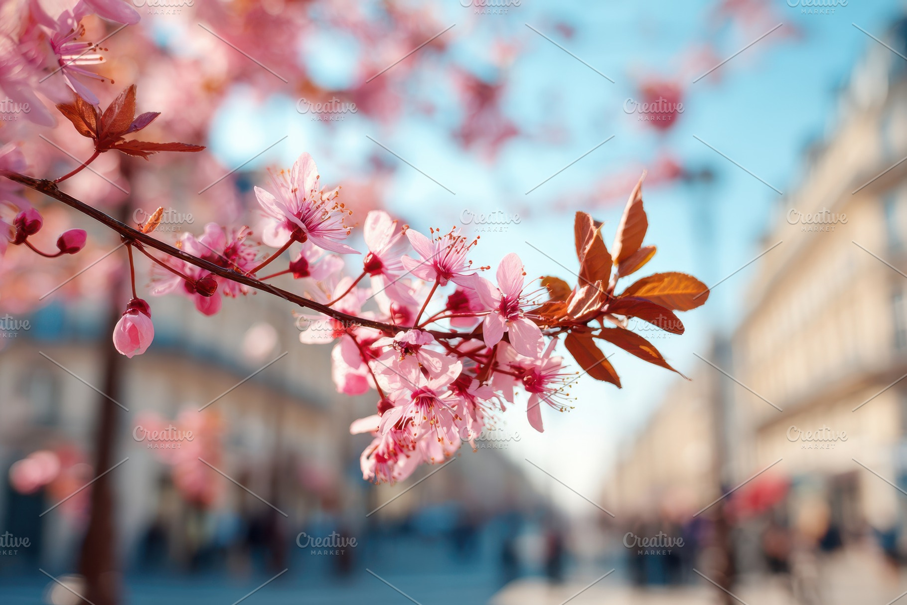 Pink cherry blossoms on urban street, a Nature Photo by AlyaAnd