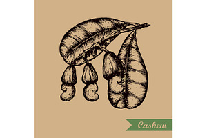 Cashew branch with leaves and nuts. Engraving style illustration. Template for your design. Vector illustration.