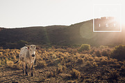 10 Roadtrip Lightroom Presets, an Action Add-On by Vanartist Presets (Thumbnail 6 of 10)
