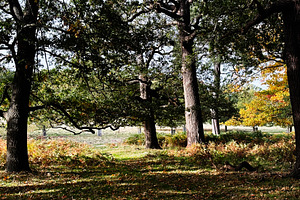 Autumn forest scene in London park with tall trees, dappled light, and fallen l, a Nature Photo by AS photostudio