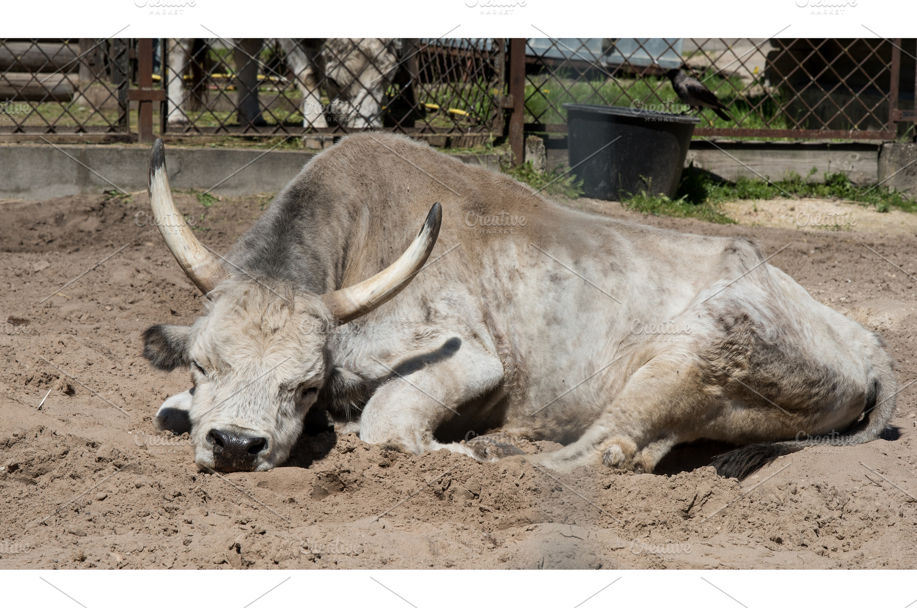 Hungarian grey cattle relax outdoor, an Animal Photo by COLORFUL