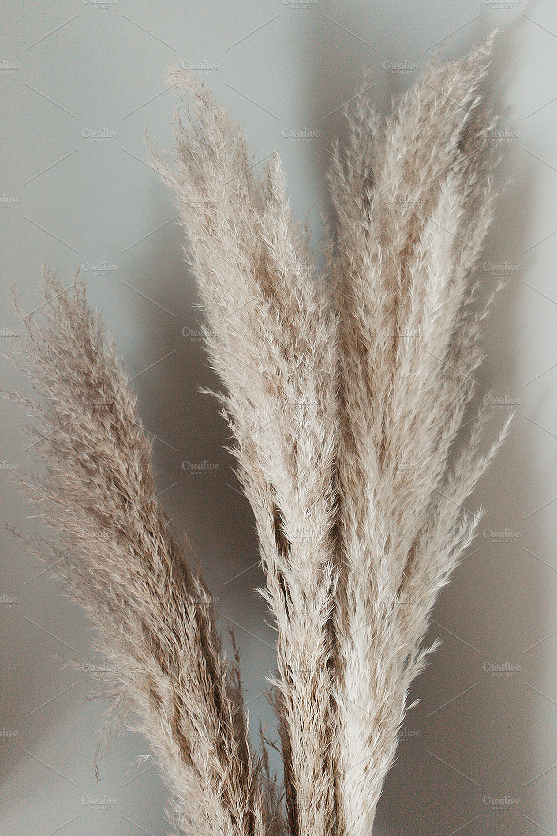 Pampas grass stock photo containing pampas and pampas grass, a Nature Photo by Wild Wander Collective