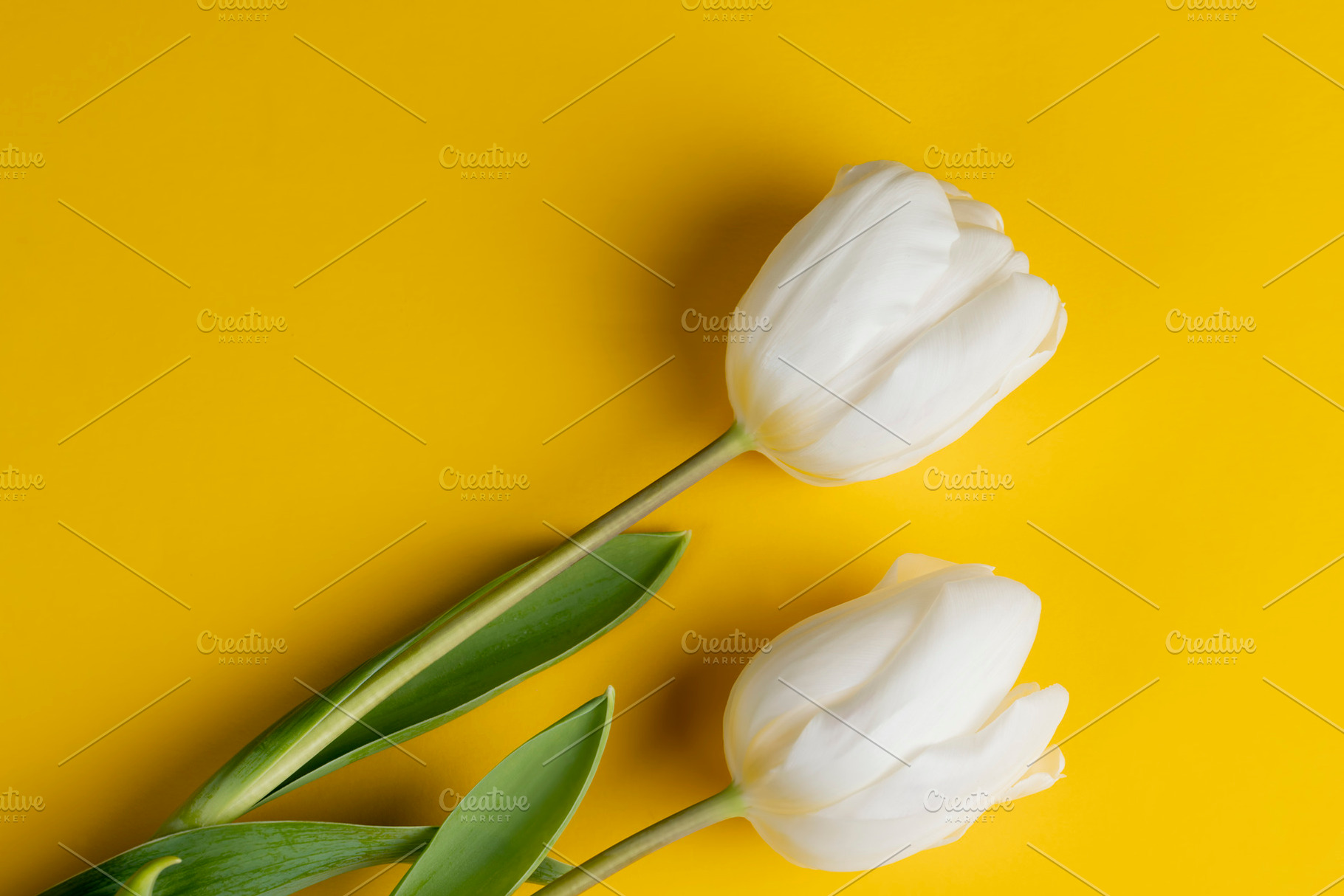 fresh and beautiful white tulips on yellow paper, a Photo by rsoollAI