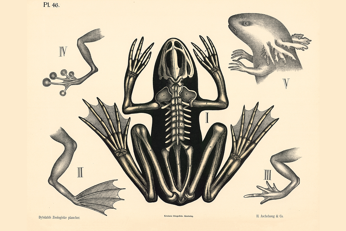 Dybdahl's Zoological Charts, an Animal Illustration by Digital Museum (Photo 7 of 9)