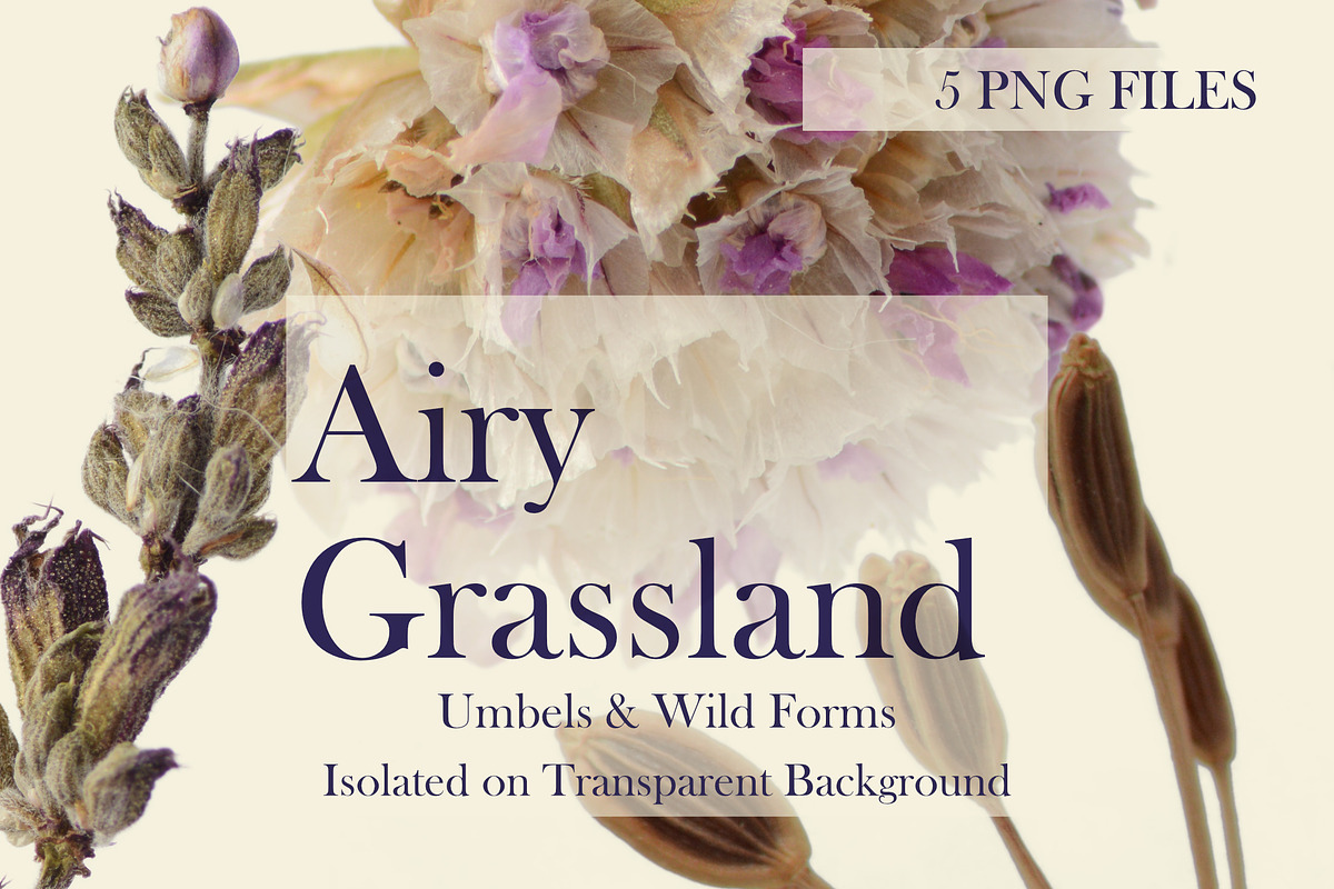 Airy Grassland — Umbels & Wild Forms, an Object Graphic by Aga Silva (Photo 5 of 14)