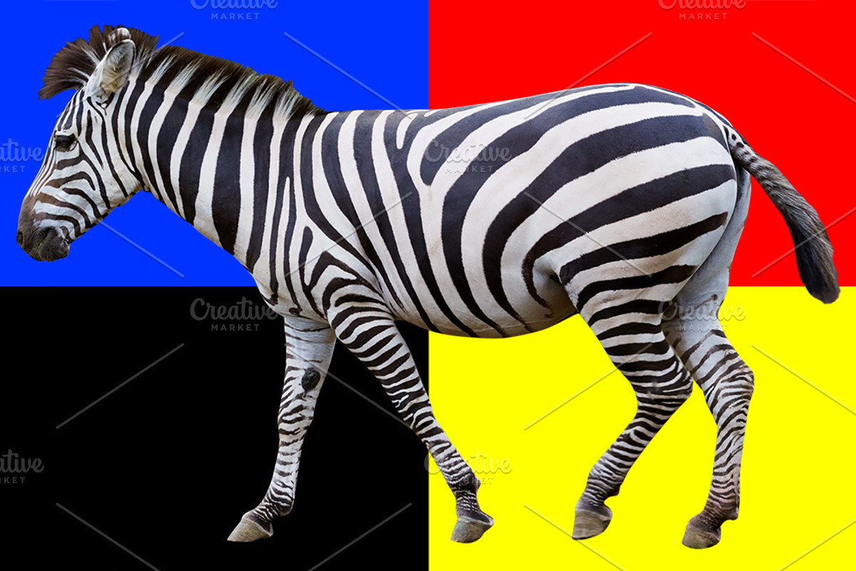 Zebra transparent png featuring animal, animals, and zoo, an Animal Photo by mikenoki (Photo 2 of 2)
