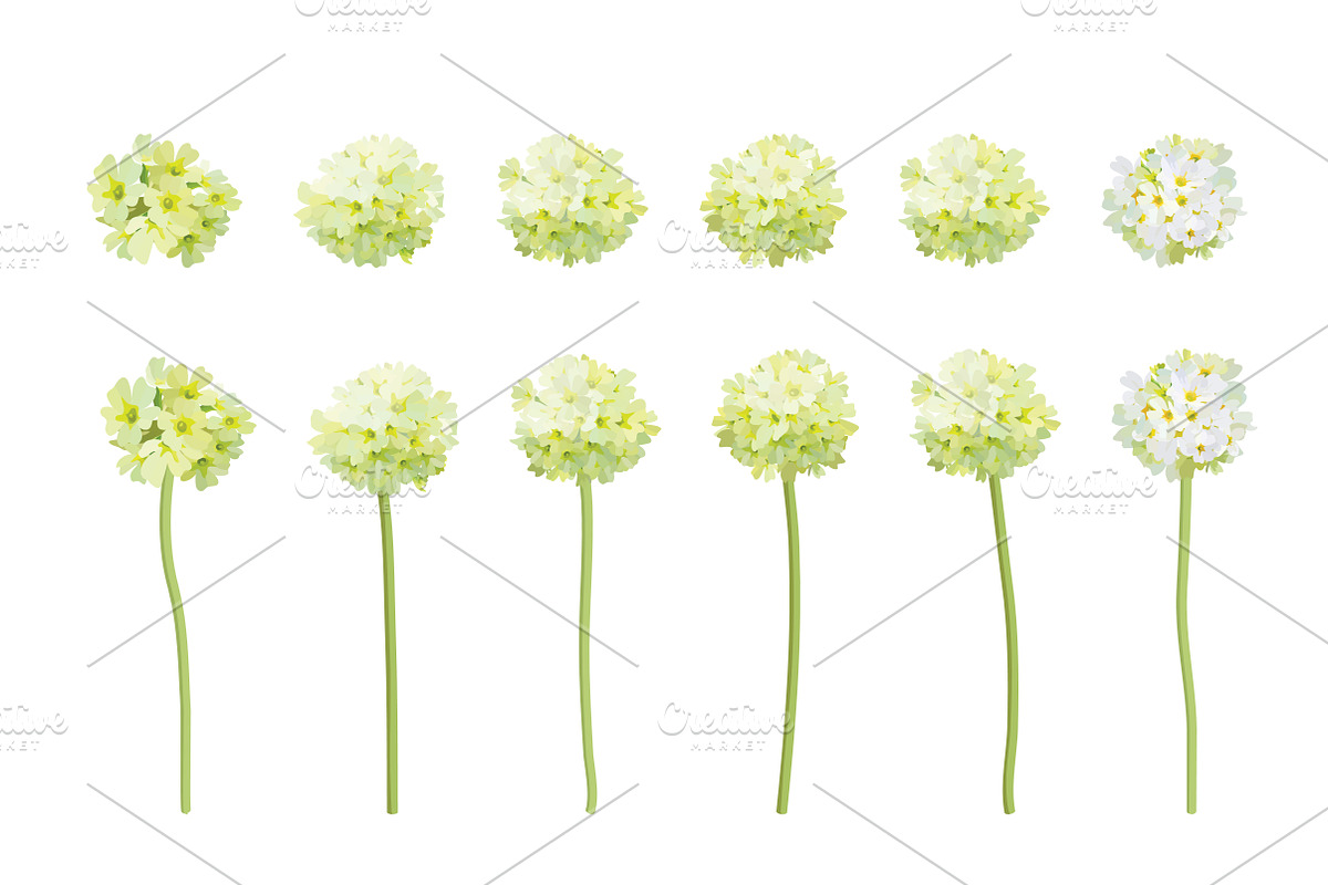 Vector object brushes. Primula., a Brush Add-On by Peolla (Photo 7 of 17)