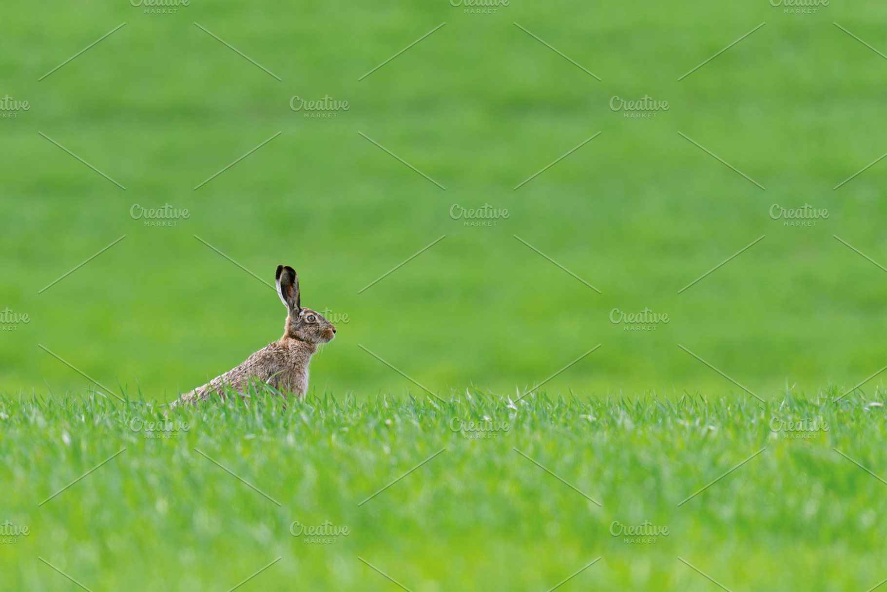 Adult hare sitting in green grass. Wildlife scene from nature. A, an Animal Photo by Byrdyak