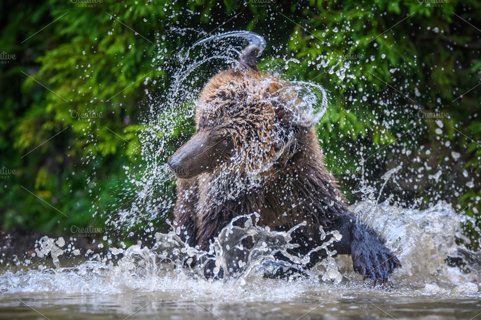 A brown bear splashes in water amidst lush greenery during a sun, an Animal Photo by Byrdyak