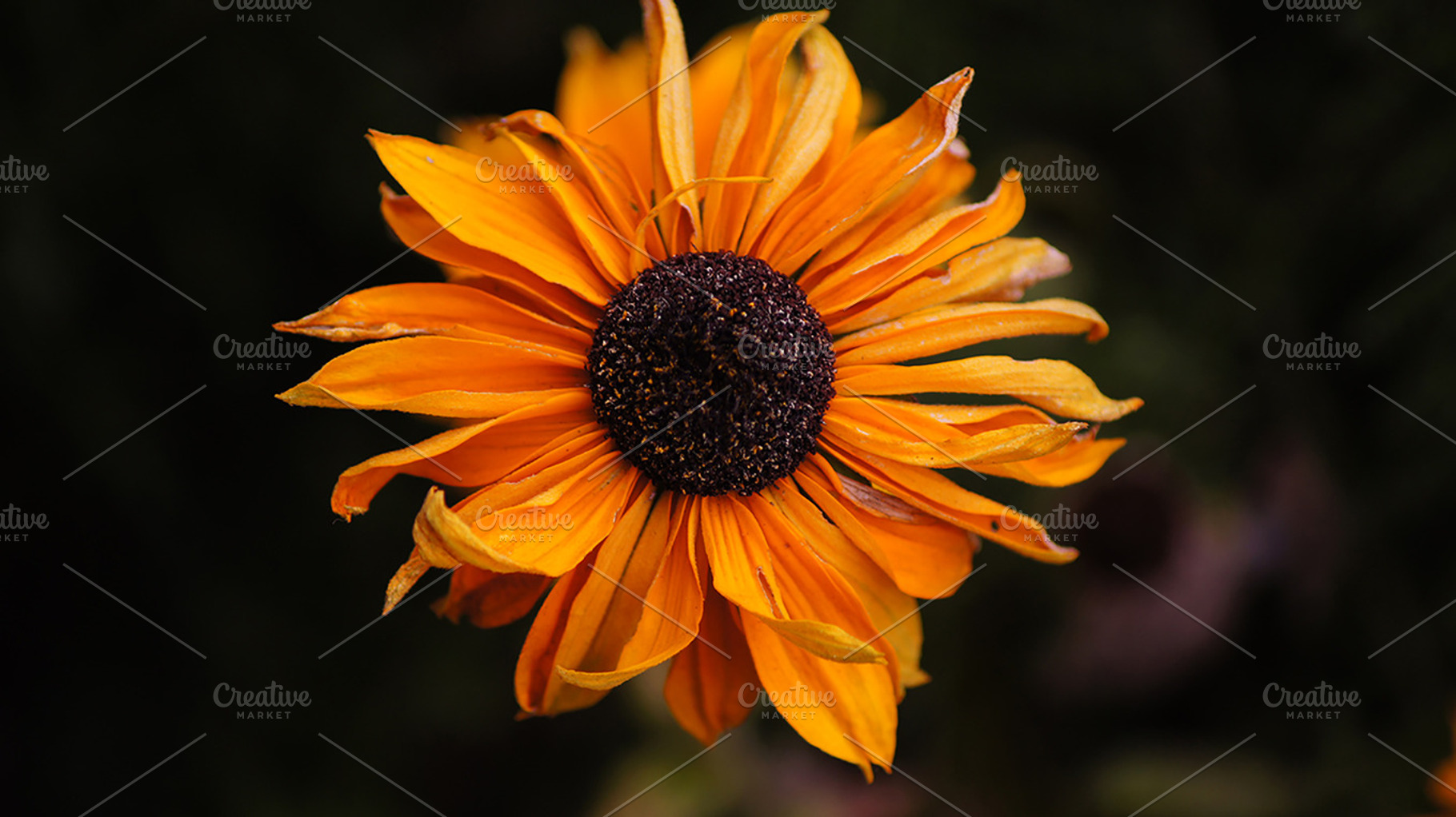 Black Eyed Susan, a Nature Photo by M.Pellot Photography