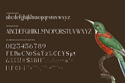 Brastoville - Modern Serif Font, a Serif Font by Rishsketch (Thumbnail 13 of 15)