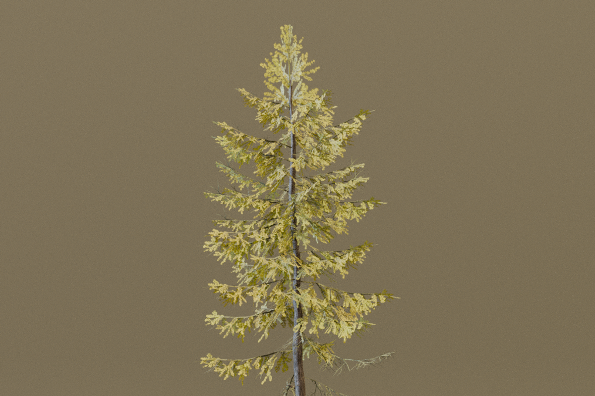 The European Larch Tree, a Plants & Tree 3D Model by FuturePastCreatives (Photo 6 of 9)