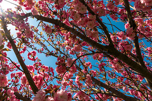 Low-angle view of a cherry blossom tree with dense pink flowers, a Nature Photo by Ales Munt