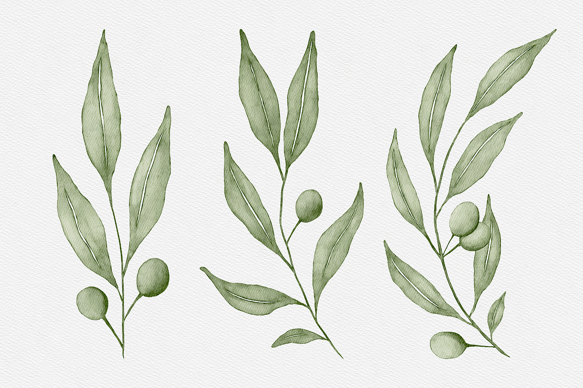 Watercolor Olive Branches Leaves, an Illustration by Creatchees.std (Photo 3 of 13)