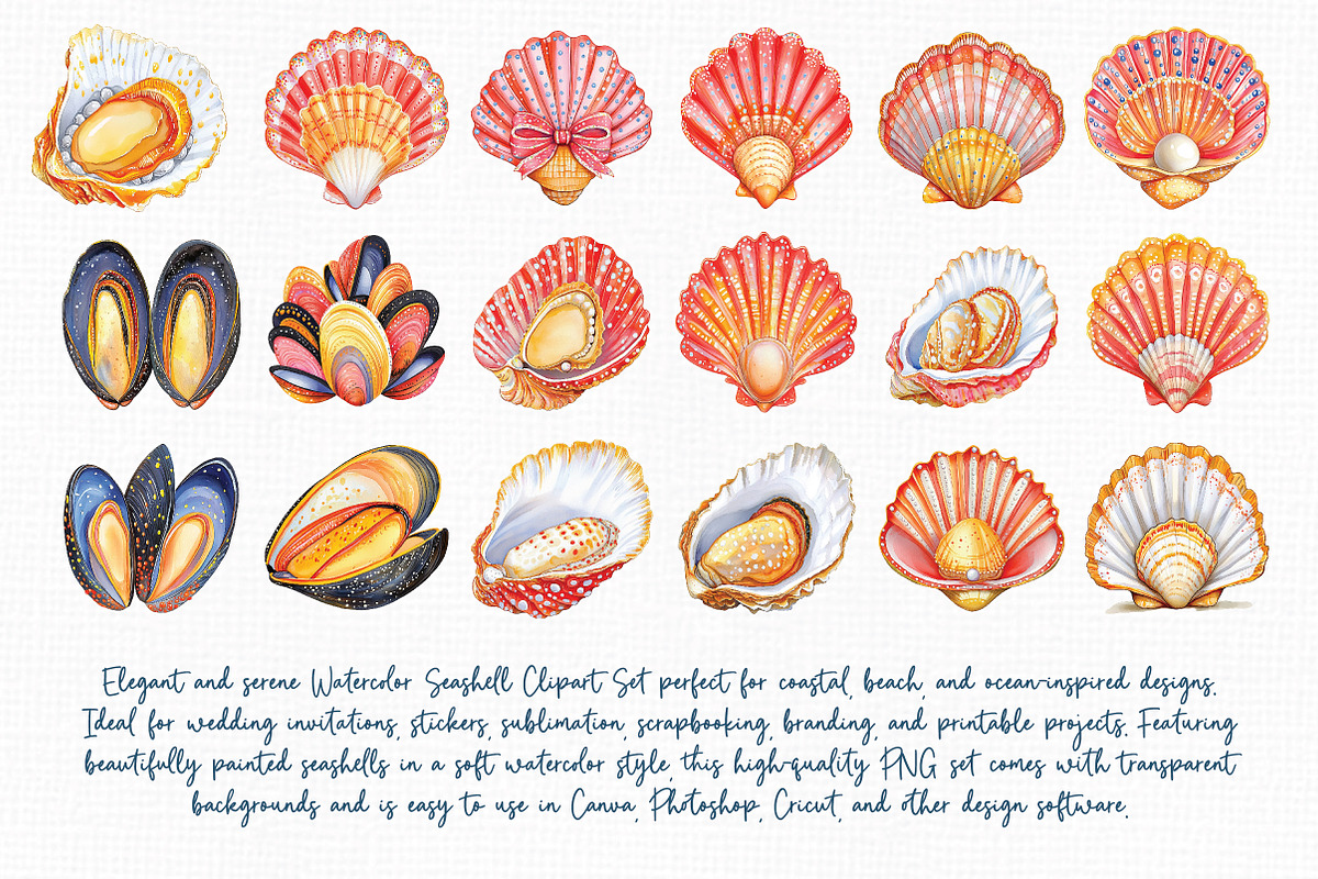 Watercolor Seashell Clipart Set, an Illustration by Libby Wishes (Photo 3 of 7)