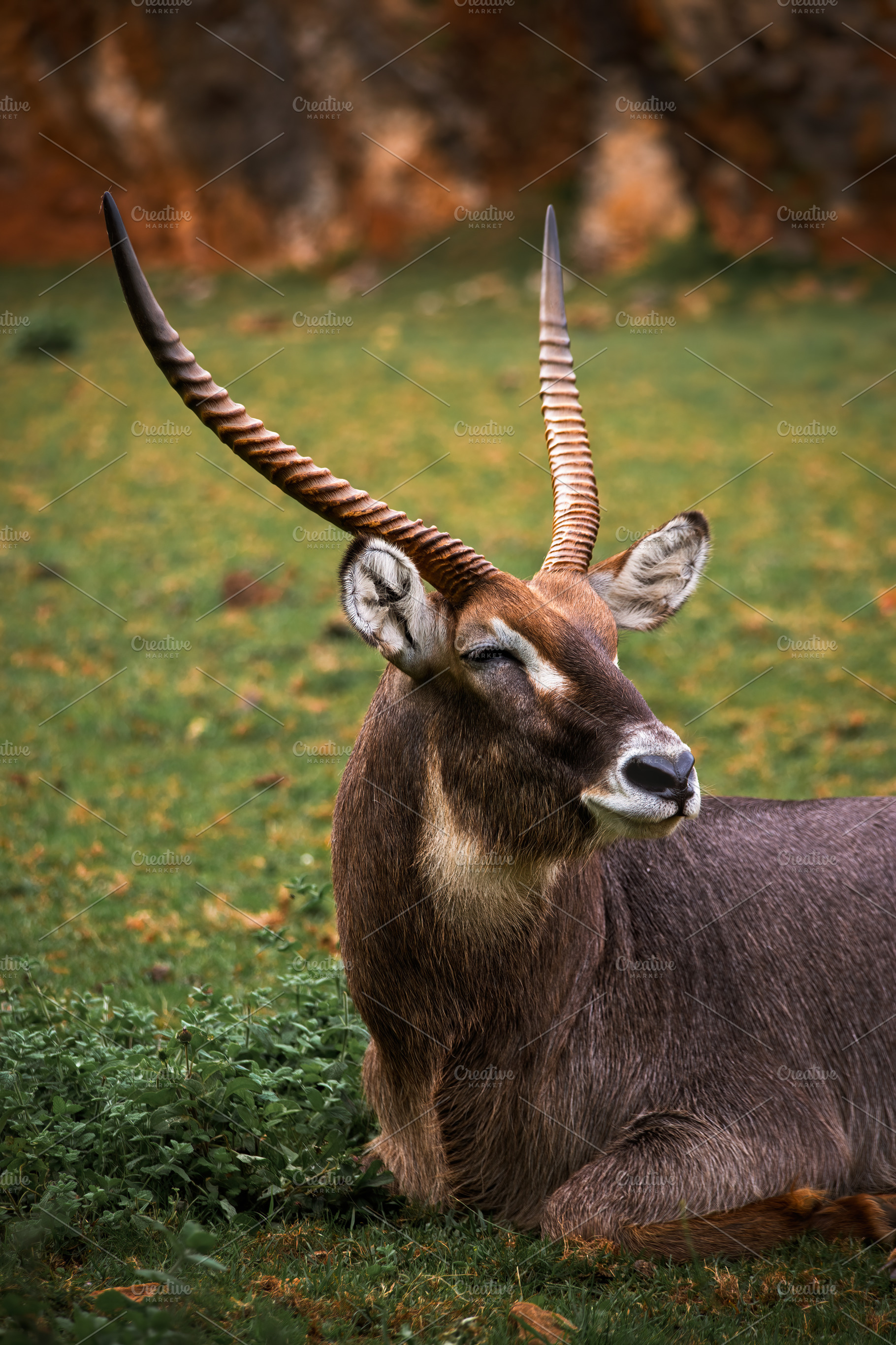 Vertical Portrait of a Waterbuck Ant, an Animal Photo by Perpis