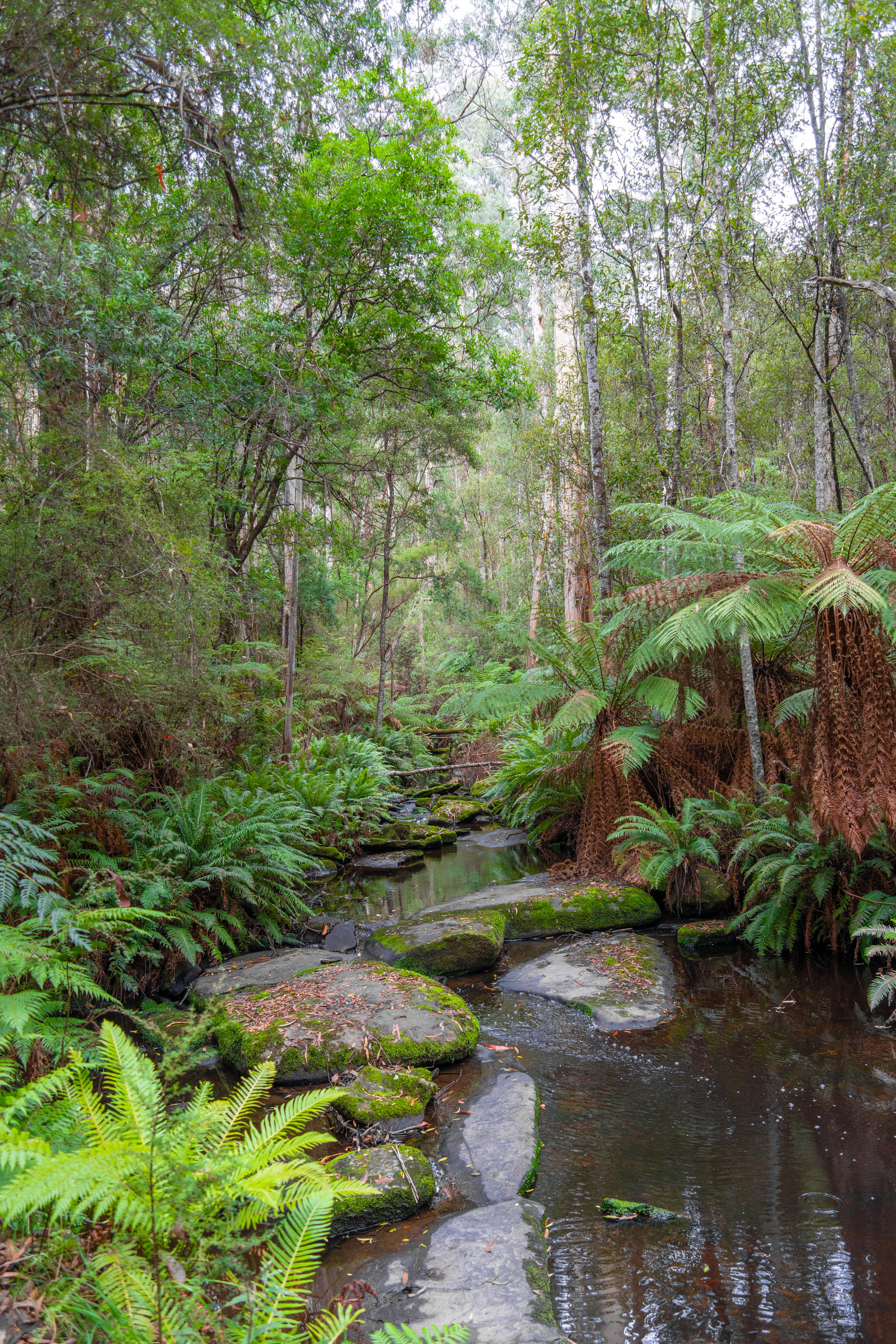 Cumberland River along Kalimna Falls trek, Great Ocean Road, Aus, a ...