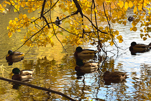 Ducks swimming in a pond surrounded by autumn leaves., an Industrial Photo by Textures & Backgrounds