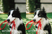 25 Bright Dog Lightroom Presets, a Preset Add-On by TheWayfarerShoppe (Thumbnail 4 of 6)