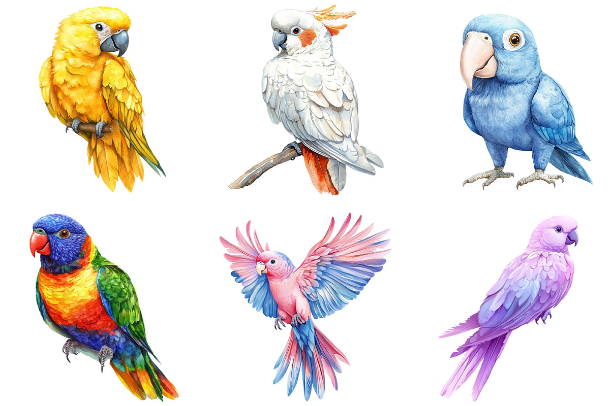Parrots Watercolor Clipart, an Illustration by DreamArtGraphic (Photo 5 of 5)