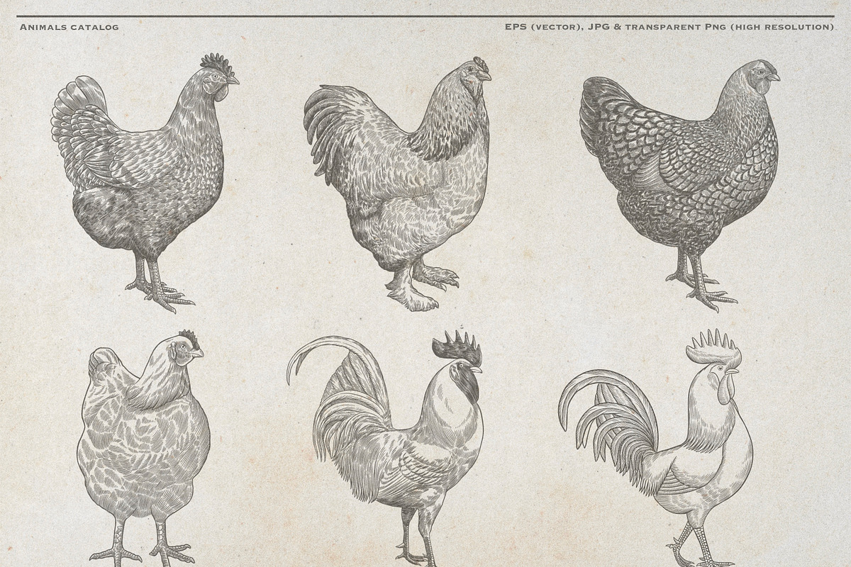 Vintage Poultry Farm Animal Set, an Animal Illustration by Kusumaillustration (Photo 2 of 11)
