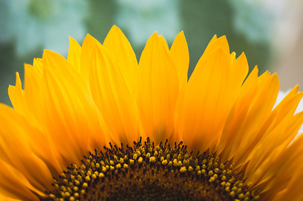 Sunflower in the sun containing sunflower, sun, and flower