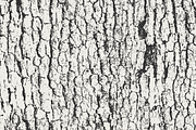 Tree Bark Textures, a Texture Graphic by GhostlyPixels (Thumbnail 8 of 9)