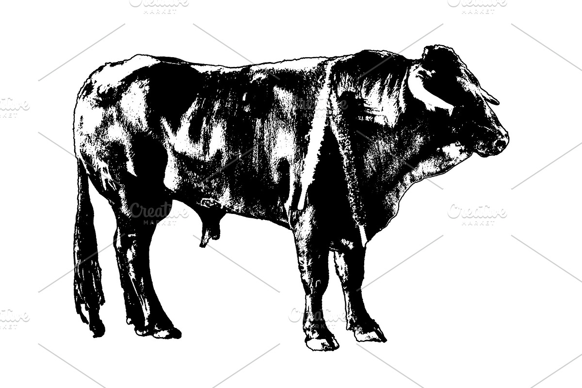 Isolated graphic of a bull standing with pikes on its back, an Animal Illustration by DanFLCreativo