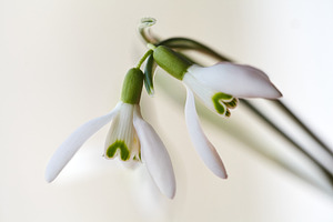 Macro of fresh white snowdrops on a soft white background., a Nature Photo by Rohan Photography
